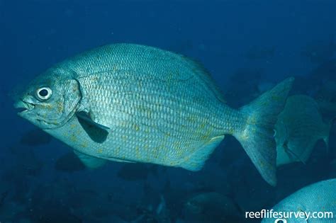 Kyphosus elegans .
